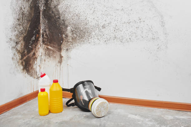 Best Professional Mold Removal  in USA